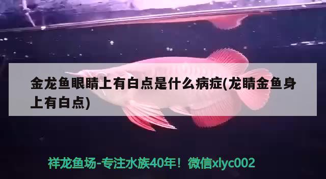 金龙鱼眼睛上有白点是什么病症(龙睛金鱼身上有白点) 锦鲤池鱼池建设