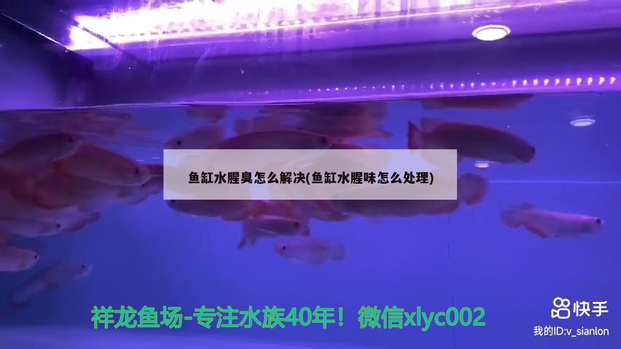 鱼缸水腥臭怎么解决(鱼缸水腥味怎么处理)