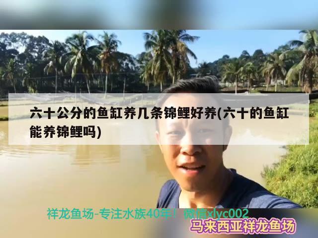 六十公分的鱼缸养几条锦鲤好养(六十的鱼缸能养锦鲤吗)