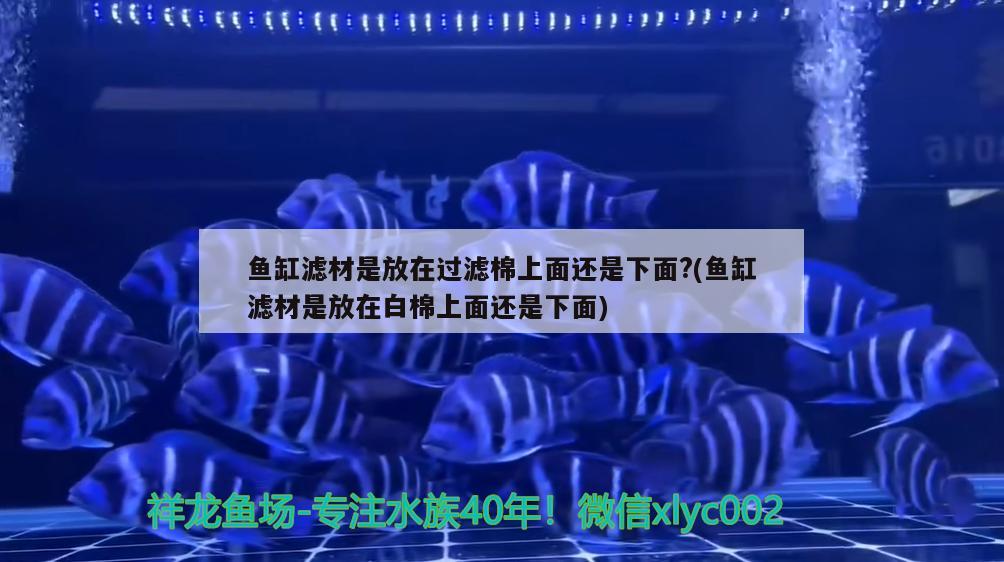 鱼缸滤材是放在过滤棉上面还是下面?(鱼缸滤材是放在白棉上面还是下面) 印尼红龙鱼