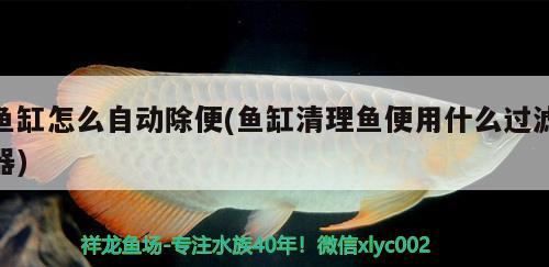 鱼缸怎么自动除便(鱼缸清理鱼便用什么过滤器) 魟鱼百科