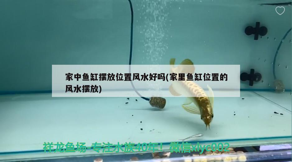 要产卵的斑马鱼是不是和公斑马放在一起就要产卵了，黄斑马鱼生小鱼前兆