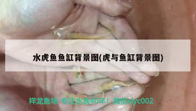 水虎鱼鱼缸背景图(虎与鱼缸背景图) 食人鱼（水虎）