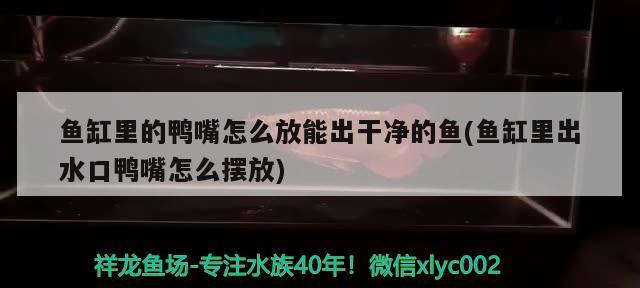 鱼缸里的鸭嘴怎么放能出干净的鱼(鱼缸里出水口鸭嘴怎么摆放) 女王大帆鱼苗