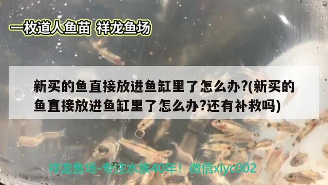 新买的鱼直接放进鱼缸里了怎么办?(新买的鱼直接放进鱼缸里了怎么办?还有补救吗)