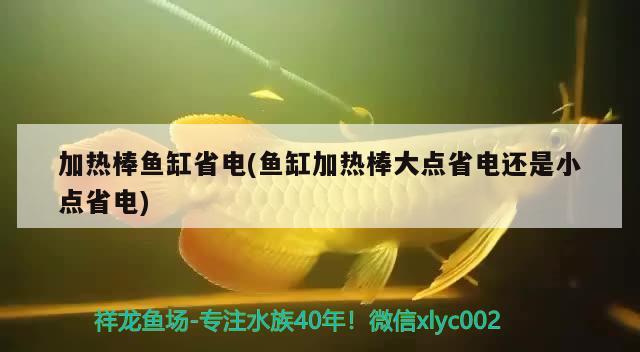 加热棒鱼缸省电(鱼缸加热棒大点省电还是小点省电) 狗仔招财猫鱼