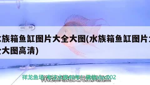 水族箱鱼缸图片大全大图(水族箱鱼缸图片大全大图高清)