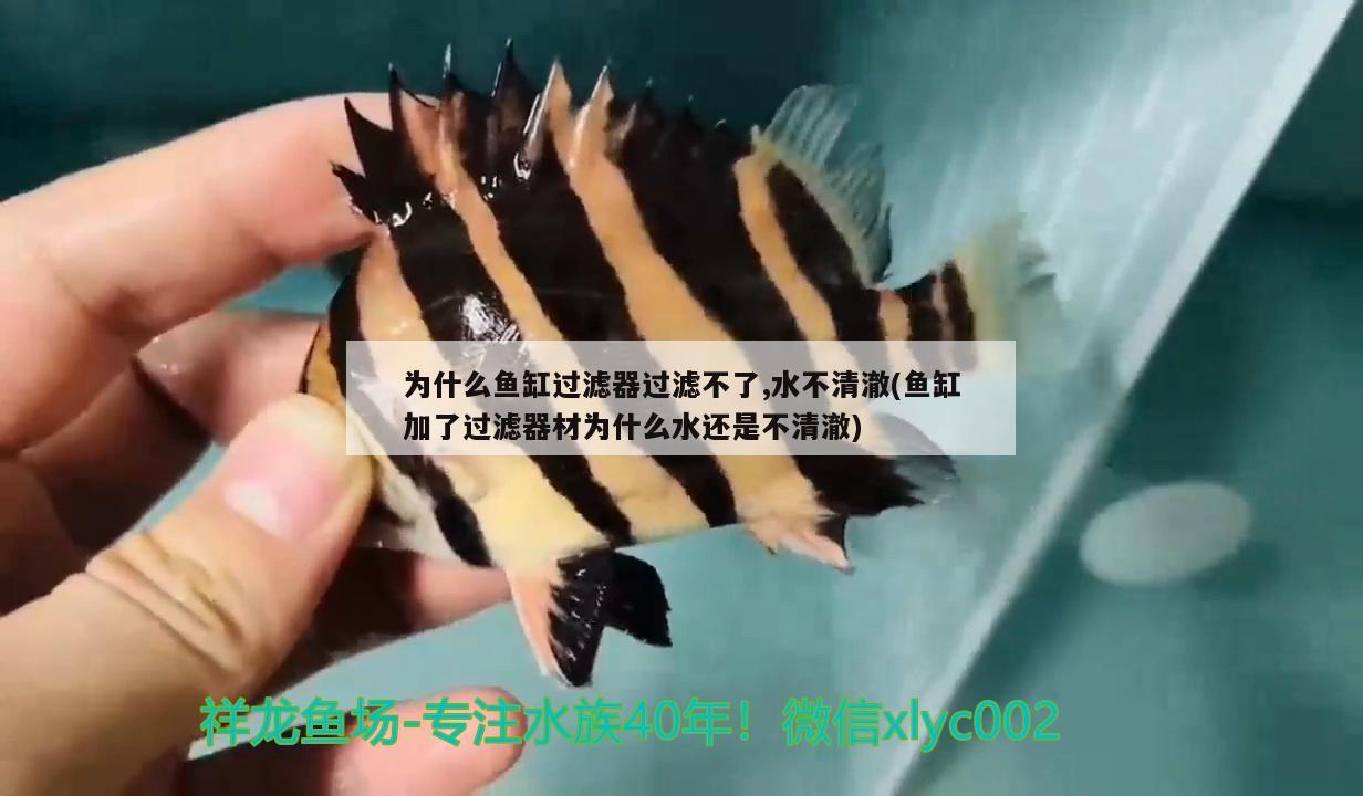 为什么鱼缸过滤器过滤不了,水不清澈(鱼缸加了过滤器材为什么水还是不清澈) 大白鲨鱼