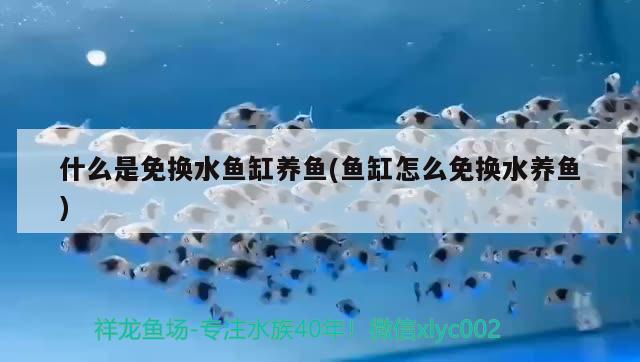 什么是免换水鱼缸养鱼(鱼缸怎么免换水养鱼) 水族维护服务（上门）