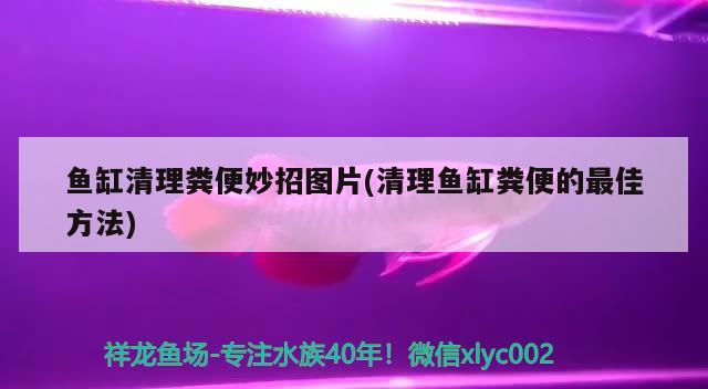 鱼缸清理粪便妙招图片(清理鱼缸粪便的最佳方法) 广州龙鱼批发市场