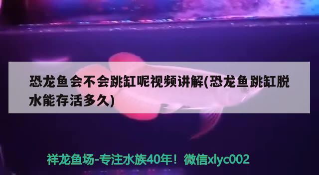 恐龙鱼会不会跳缸呢视频讲解(恐龙鱼跳缸脱水能存活多久) 观赏鱼市场