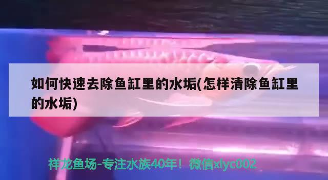 张家港市杨舍西城一海一缸水族店 全国水族馆企业名录 第2张