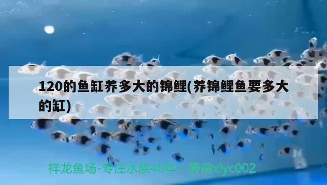 狗狗是如何分类的，神话中妖、怪、精灵有什么不同吗 观赏鱼 第1张