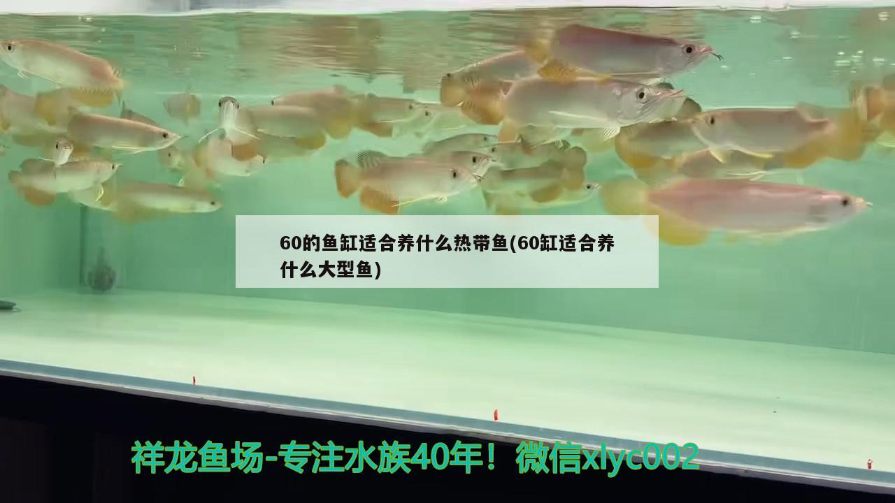 60的鱼缸适合养什么热带鱼(60缸适合养什么大型鱼) 细线银版鱼