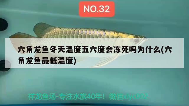 六角龙鱼冬天温度五六度会冻死吗为什么(六角龙鱼最低温度)