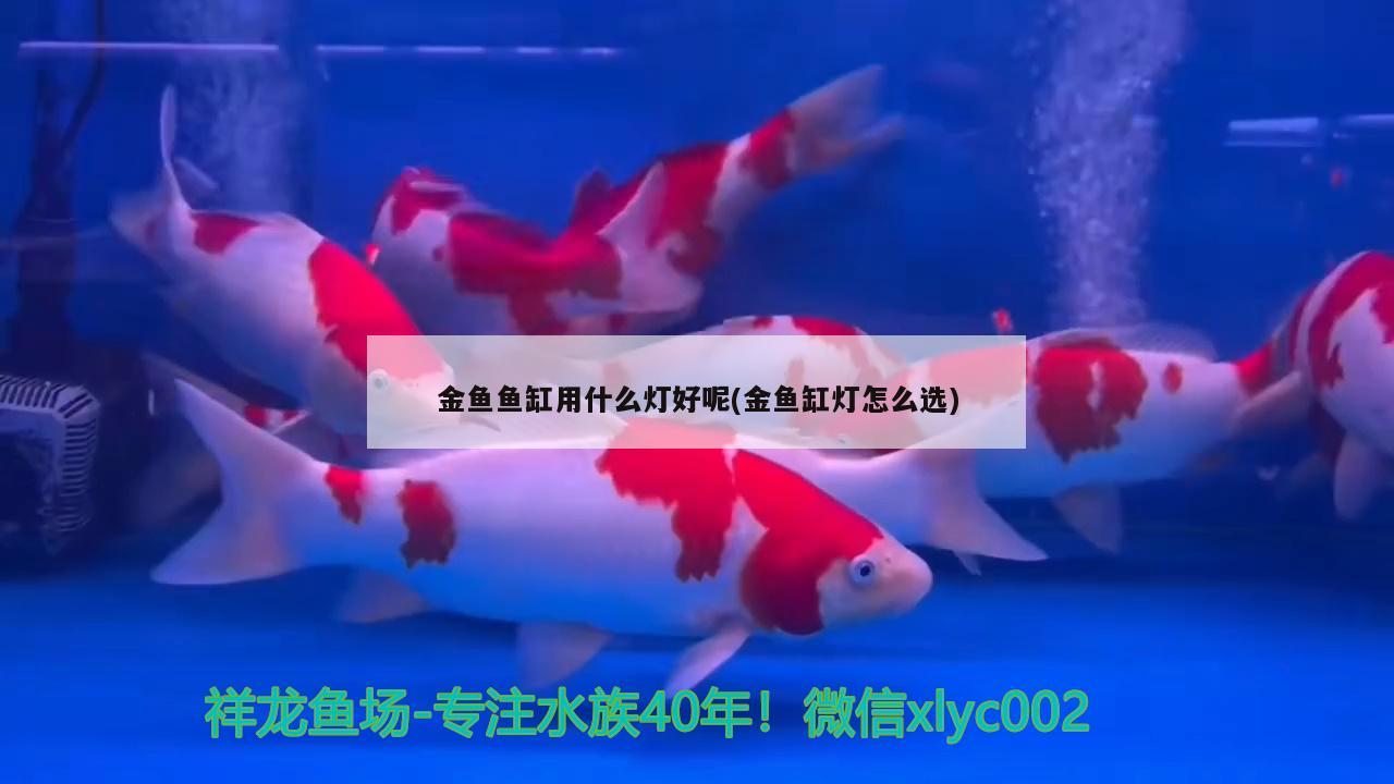 金鱼鱼缸用什么灯好呢(金鱼缸灯怎么选) 祥龙龙鱼专用水族灯