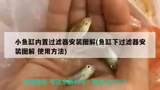 小鱼缸内置过滤器安装图解(鱼缸下过滤器安装图解使用方法) 白子黄化银龙鱼