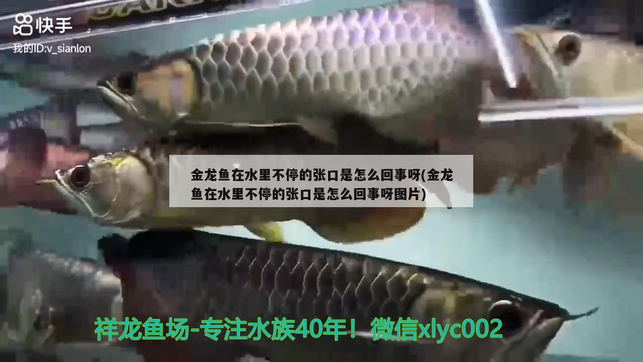 金龙鱼在水里不停的张口是怎么回事呀(金龙鱼在水里不停的张口是怎么回事呀图片) 鱼缸水质稳定剂