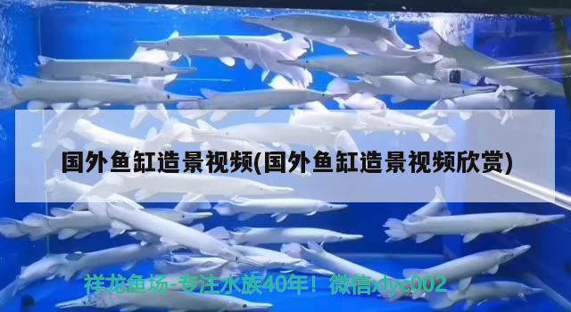 国外鱼缸造景视频(国外鱼缸造景视频欣赏) 黑帝王魟鱼 第2张