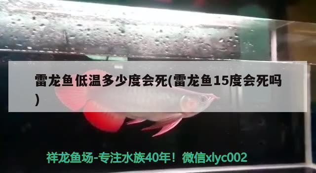 雷龙鱼低温多少度会死(雷龙鱼15度会死吗) 观赏鱼企业目录