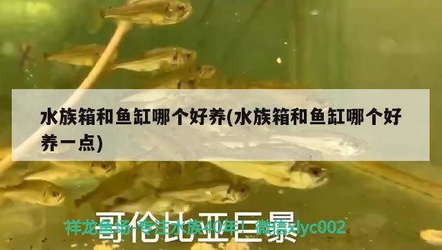 水族箱和鱼缸哪个好养(水族箱和鱼缸哪个好养一点)