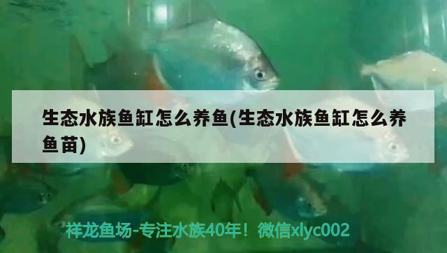 生态水族鱼缸怎么养鱼(生态水族鱼缸怎么养鱼苗)