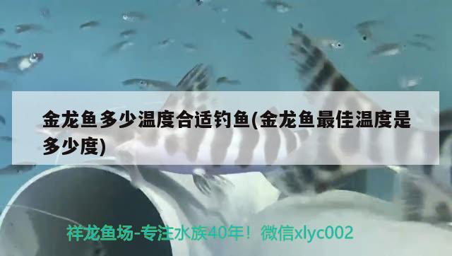 冬天龙鱼水温多少合适养鱼(冬天龙鱼水温多少合适养鱼呢) 广州观赏鱼批发市场