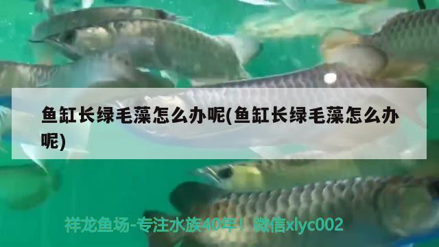 鱼缸长绿毛藻怎么办呢(鱼缸长绿毛藻怎么办呢) 观赏鱼饲料