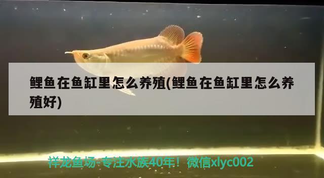 鲤鱼在鱼缸里怎么养殖(鲤鱼在鱼缸里怎么养殖好) 泰庞海鲢鱼