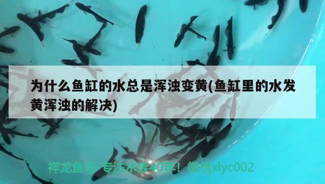 为什么鱼缸的水总是浑浊变黄(鱼缸里的水发黄浑浊的解决) 圣菲埃及鱼