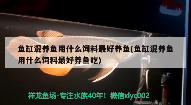 鱼缸混养鱼用什么饲料最好养鱼(鱼缸混养鱼用什么饲料最好养鱼吃) 大湖红龙鱼