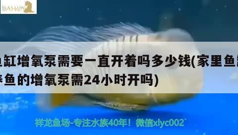 鱼缸增氧泵需要一直开着吗多少钱(家里鱼缸养鱼的增氧泵需24小时开吗) 黄金达摩鱼