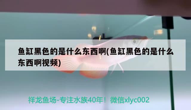 鼓楼区永刚观赏鱼养殖场（鼓楼区永刚观赏鱼养殖场地址） 全国水族馆企业名录 第3张