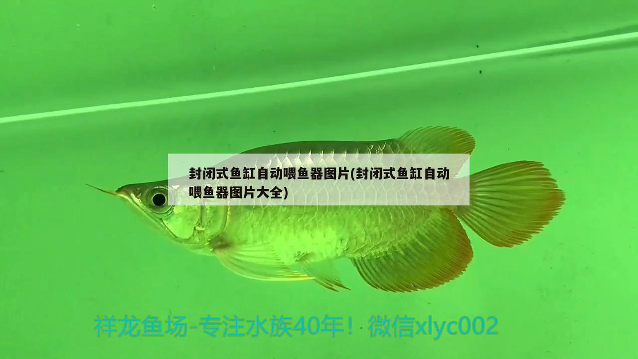 红龙鱼发色用什么灯光最好（红龙鱼用什么颜色灯） 水族灯（鱼缸灯） 第1张