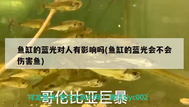 鱼缸水族箱1.2米多少升水够用(12米的鱼缸能装多少升水) 鱼缸/水族箱