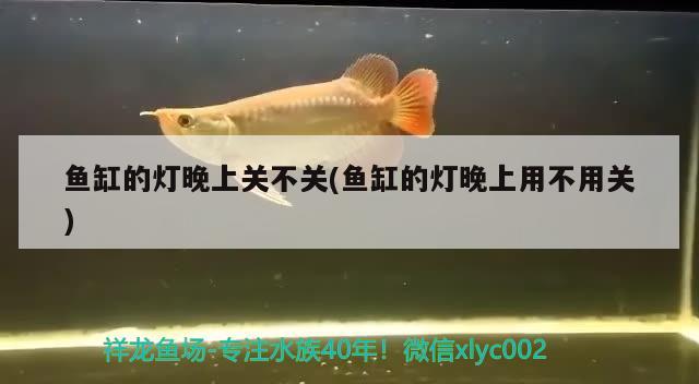 鱼缸的灯晚上关不关(鱼缸的灯晚上用不用关) 红白锦鲤鱼