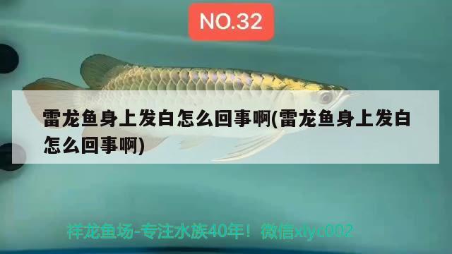 雷龙鱼身上发白怎么回事啊(雷龙鱼身上发白怎么回事啊) 鱼缸水泵