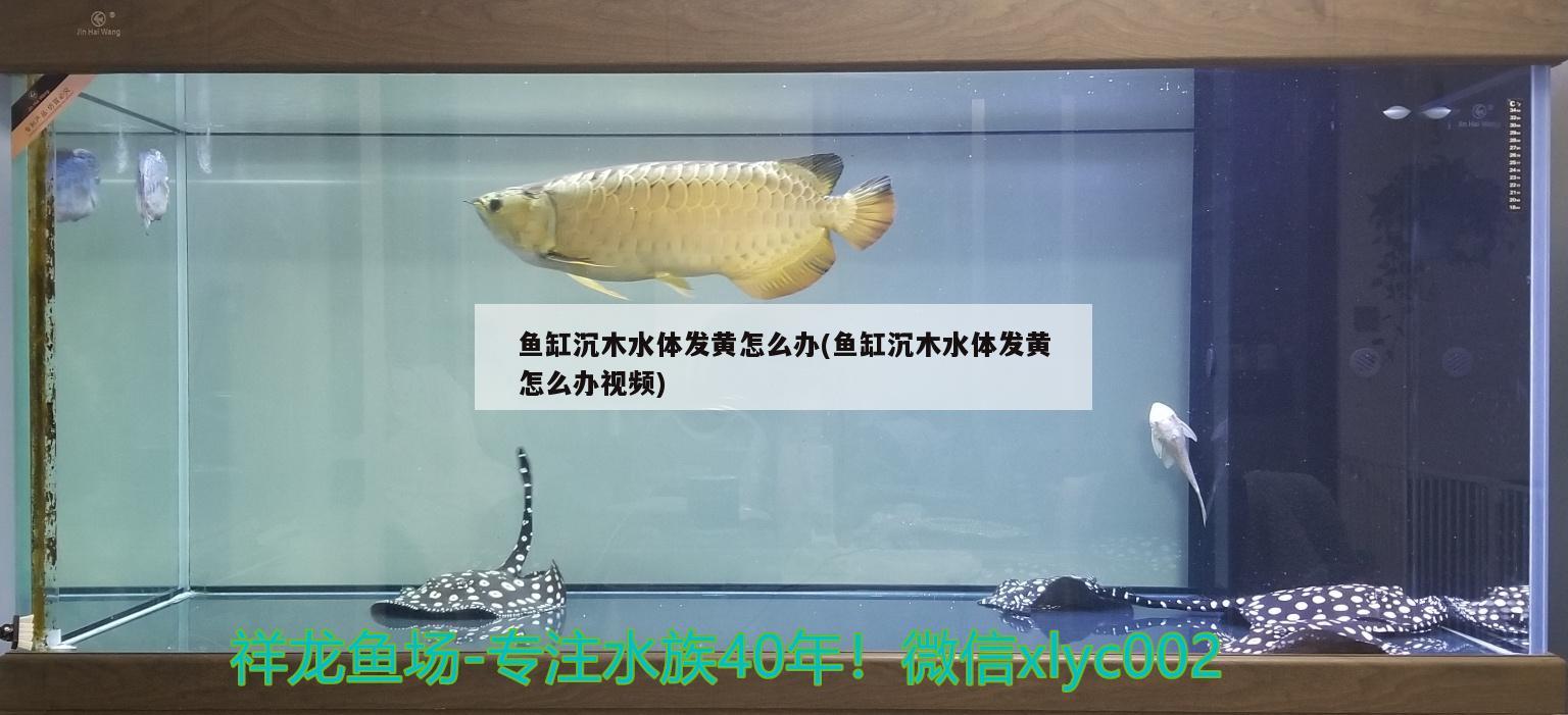 鱼缸沉木水体发黄怎么办(鱼缸沉木水体发黄怎么办视频) 白子银版鱼 第2张