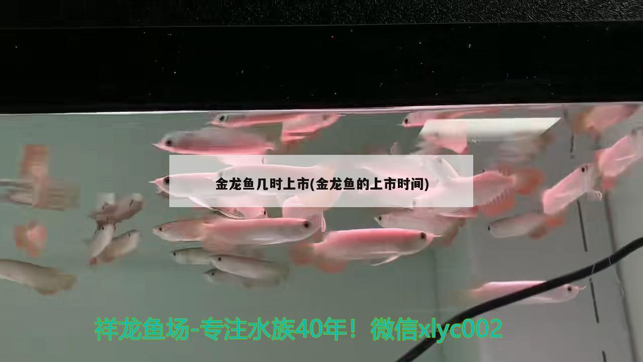 鱼缸过滤系统清洁用什么好(鱼缸过滤器清洗视频教程) 红尾平克鱼 第3张
