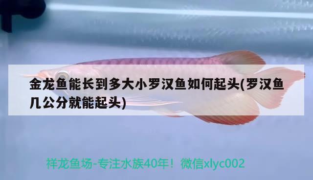 金龙鱼能长到多大小罗汉鱼如何起头(罗汉鱼几公分就能起头) 罗汉鱼