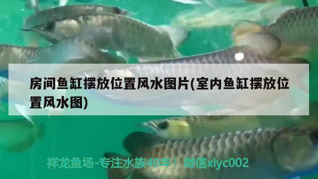 房间鱼缸摆放位置风水图片(室内鱼缸摆放位置风水图) 鱼缸风水