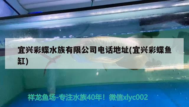 宜兴彩蝶水族有限公司电话地址(宜兴彩蝶鱼缸) 帝王三间鱼