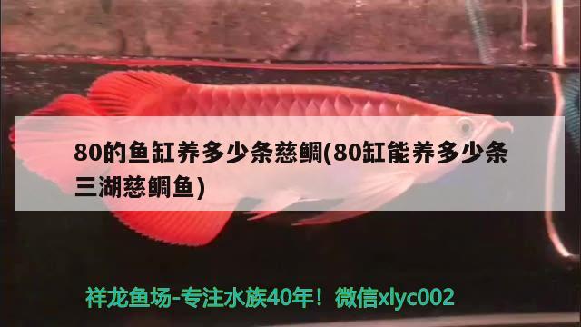 80的鱼缸养多少条慈鲷(80缸能养多少条三湖慈鲷鱼)