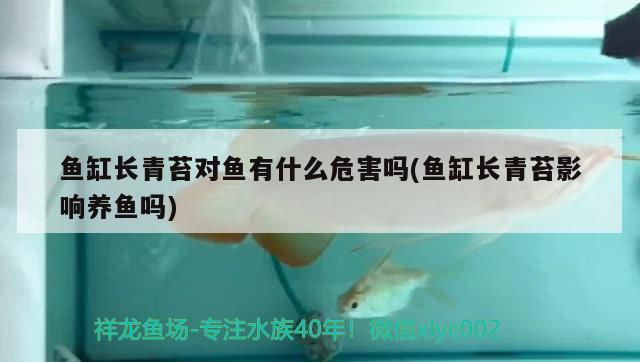 鱼缸长青苔对鱼有什么危害吗(鱼缸长青苔影响养鱼吗) 巴西亚鱼