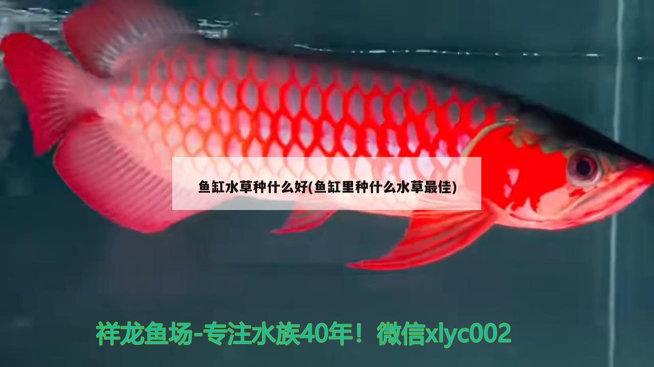 鱼缸水草种什么好(鱼缸里种什么水草最佳)