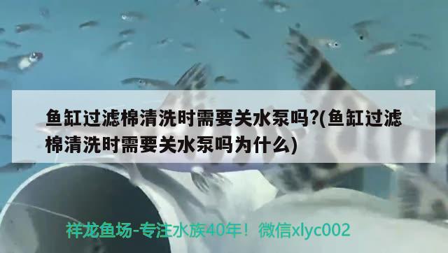 鱼缸过滤棉清洗时需要关水泵吗?(鱼缸过滤棉清洗时需要关水泵吗为什么)