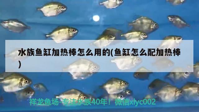 黄金灯丝鱼（黄金金丝鱼） 水族灯（鱼缸灯） 第2张