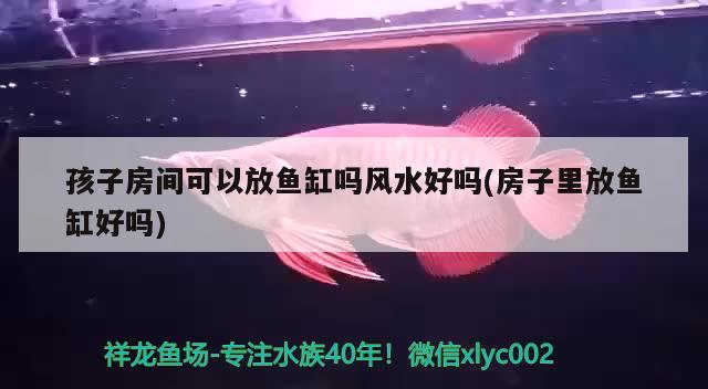 孩子房间可以放鱼缸吗风水好吗(房子里放鱼缸好吗)