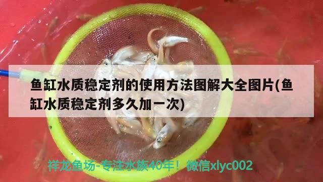 鱼缸水质稳定剂的使用方法图解大全图片(鱼缸水质稳定剂多久加一次) 短身红龙鱼