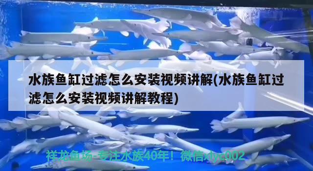 鱼缸里放维生素c多长时间有效(鱼缸放维生素c注意事项) 图腾金龙鱼